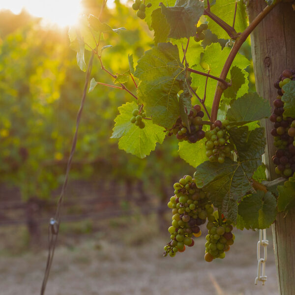 Pinot Grigio Tre Venezie