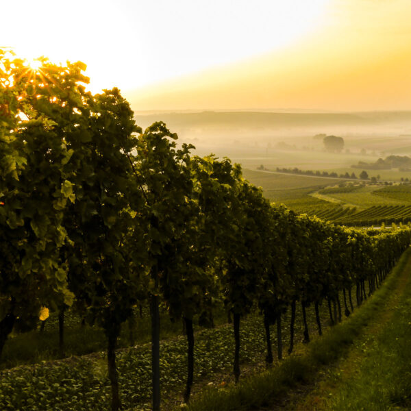 Nasce il consorzio di tutela Vino Doc Veneto